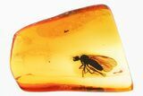 Detailed Fossil Dagger Fly (Empididae) In Baltic Amber #352903-1
